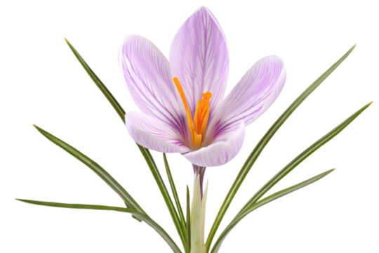 Purple striped crocus flower isolated on a transparent background