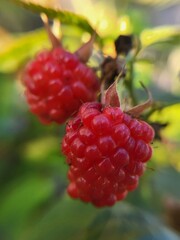 A vivid red raspberry stands out clearly against a blurred green background