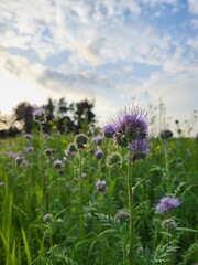 Purple Phacelia Blossoming in Summer Meadow