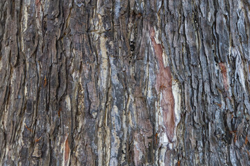 The rough skin of Chamchuri tree