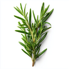 Fototapeta premium Fresh Rosemary Sprig - Aromatic Herb for Cooking , PNG isolated cut out image