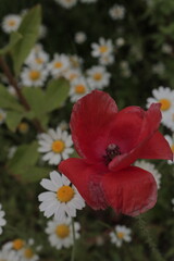 Vibrant Red Poppy-like Flower in a Daisy Field, Ideal for Bold Floral Designs and Contrasting Nature Themes, A Vivid Red Wildflower Standing Out, Dramatic Floral Contrast, Wildflowers in Harmony