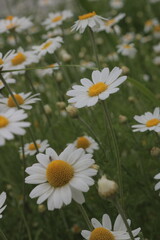 Summer's Embrace: A Sea of Daisies with Tiny Insect Detail, Great for Educational Materials on Pollinators and Flora, Soft Focus Field, White Blooms