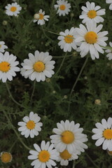 Dense Carpet of Wild Daisies in a Lush Meadow, Perfect for Summertime Event Backgrounds and...