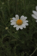 Close-Up of a Chamomile Flower with New Growth, Best for Herbal Medicine Information and Organic Product Labeling, Wildflower Charm: A Daisy and Its Bud in Focus, Flower and Emerging Bud