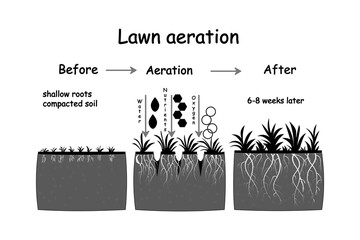 Lawn aeration stage illustration. Before and after aeration. Gardening grass lawn care, landscaping, lawn grass care service. Illustration for article, infographics or instruction. Vector illustration