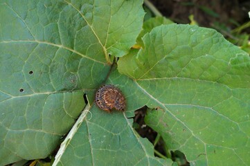 caterpillar a leaf