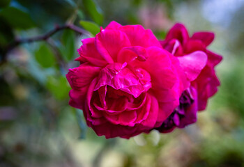 Fototapeta premium beauty pink rose in garden, rose petals