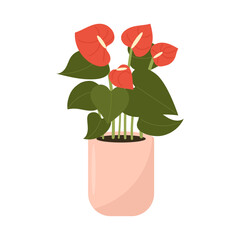 Vector illustration of a blooming anthurium, flamingo flower, in a pot. Exotic houseplant.