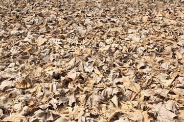 Many leaves fall on the floor.