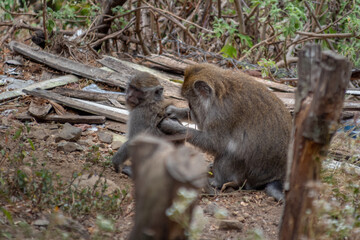Two Macaque Monkeys Grooming Each Other in Natural Habitat Clearing