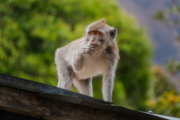 Curious monkey stands on a weathered roof holding food to its mouth.