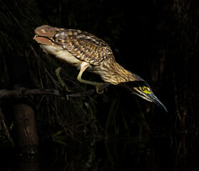 Nankeen Night-Heron
