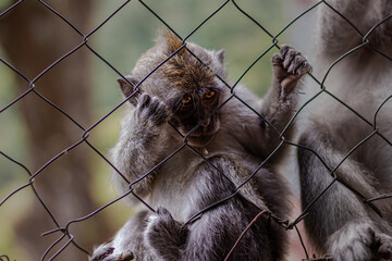 Close-up portrait of a monkey with expressive eyes looking through a chain link fence.