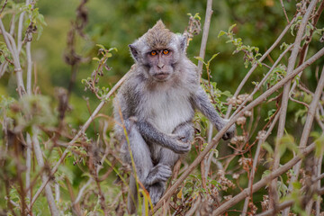 Close-up portrait of a wild monkey with intense orange eyes sitting in a bush.
