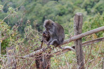 Mother long-tailed macaque tenderly holds her baby while sitting on a wooden fence.