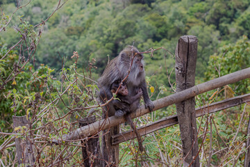 Mother long-tailed macaque tenderly holds her baby while sitting on a wooden fence.