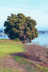 tree on waters edge with waterfront city of Geelong in the background