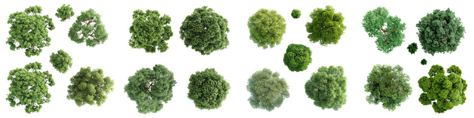 set of green summer tree isolated on transparent background. 3d render high quality design element maple poplar white background png