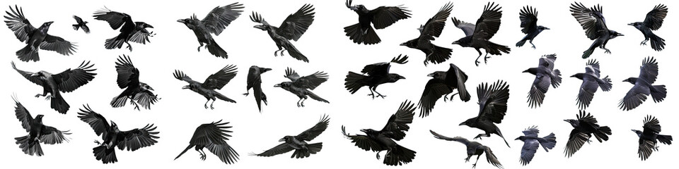 Fototapeta premium flock of flying crows , a black raven in flight, Wildlife-themed, cutout, isolated, photorealistic illustrations on isolated on transparent background PNG, cut out