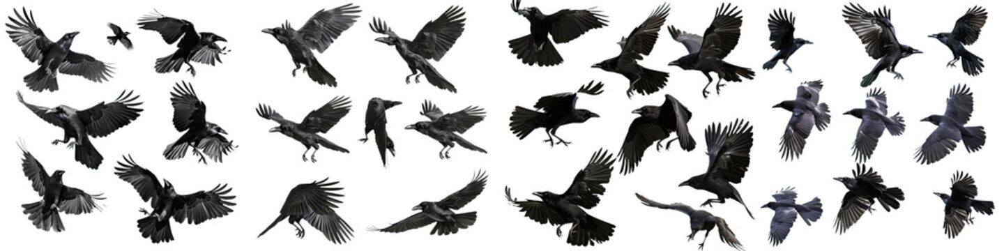 flock of flying crows , a black raven in flight, Wildlife-themed, cutout, isolated, photorealistic illustrations on isolated on transparent background PNG, cut out