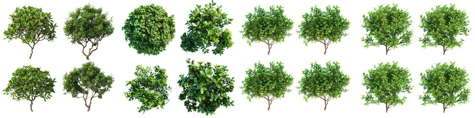 Obraz premium Green tree isolated on transparent background with clipping path, single tree with clipping path and alpha channel. are Forest and foliage in summer for both printing and web pages