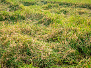 rice fields ready for harvest but destroyed by strong winds
