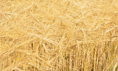 A sun-drenched field of golden wheat ready for harvest wallpaper banner