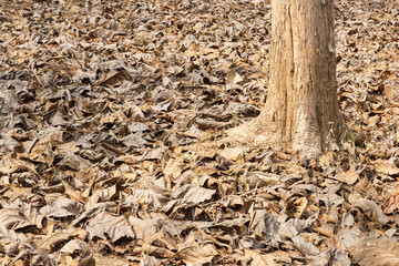 Many leaves fall on the floor.