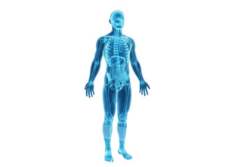 Full Body Holographic Scan of Human Anatomy