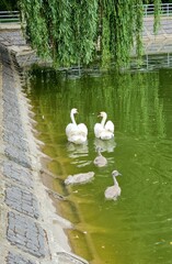 Two white swans with small swans near the shore and green grass. Offspring of wild geese. A brood...