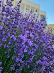Close up of purple lavender. Floral lavender background. Lavender - a garden plant with purple flowers. Beautiful natural floral background