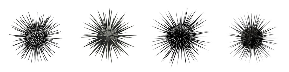 Fototapeta premium Black Sea Urchin Isolated on Transparent, alpha Background png