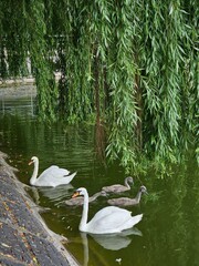 Two white swans with small swans near the shore and green grass. Offspring of wild geese. A brood...
