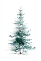 Fototapeta premium Elegant Frosty Pine Tree on a White Background for Holiday Themes