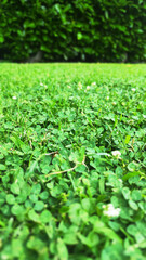 A lush green field with a hedge in the background