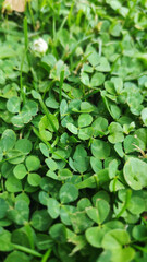 A close up of a green clover field