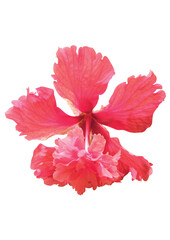 Red Hibiscus flower in the garden.