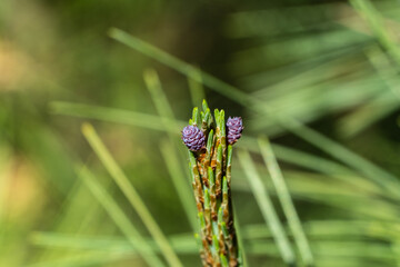Close-up of beautiful young long shoots with miniature purple pine cones Pinus densiflora Umbraculifera on blurred green background. Selective focus. Nature concept for design.