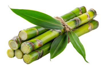 Fresh green sugarcane stalks with leaves tied with twine isolated on transparent background