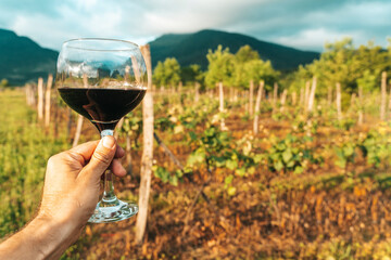 Hand Holding Red Wine Glass in Vineyard on a Summer Day