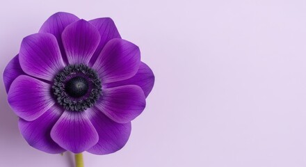Fototapeta premium A vibrant purple anemone flower on a light lavender background perfect for spring floral designs and feminine branding projects