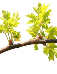Close-up of a young branch with vibrant new leaves