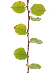 Vertical stem with young leaves