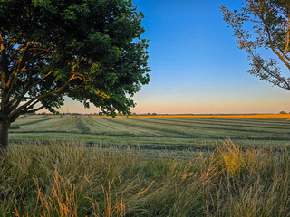 peaceful rural landscape at sunset shows mown fields stretching into the distance, framed by trees...