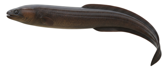 Explore the fascinating world of eels: a detailed look at moray and electric eels on transparent background