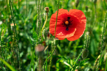 Vibrant red poppy flower in sunlit green field.A stunning red poppy flower surrounded by green foliage on a sunny day