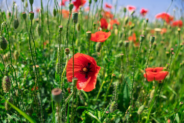 Beautiful red corn poppy (Papaver rhoeas) in a sunlit field.A stunning red poppy flower surrounded by green foliage on a sunny day. A symbol of remembrance and beauty