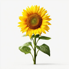Obraz premium Stunning Sunflower in Full Bloom , PNG isolated cut out image