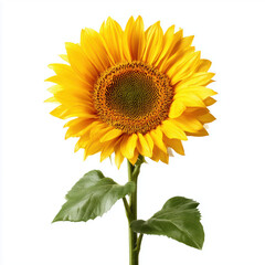 Obraz premium Stunning Sunflower in Full Bloom , PNG isolated cut out image